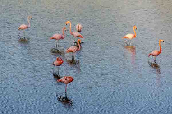 Flamenco - isla Isabela - islas Galápagos - Ecuador 8.jpg